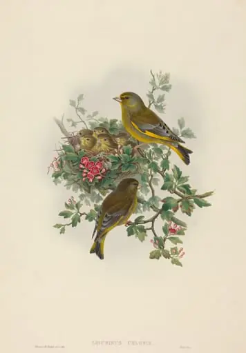 Ligurinus chloris (Greenfinch), by H.C. Richter