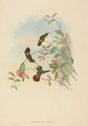 Lophornis chalybeus (Festive Coquette), by H.C. Richter