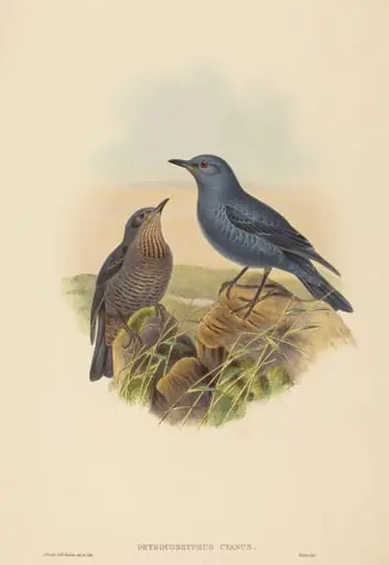 Petrocossyphus cyanus (Blue Rockthrush), by H.C. Richter