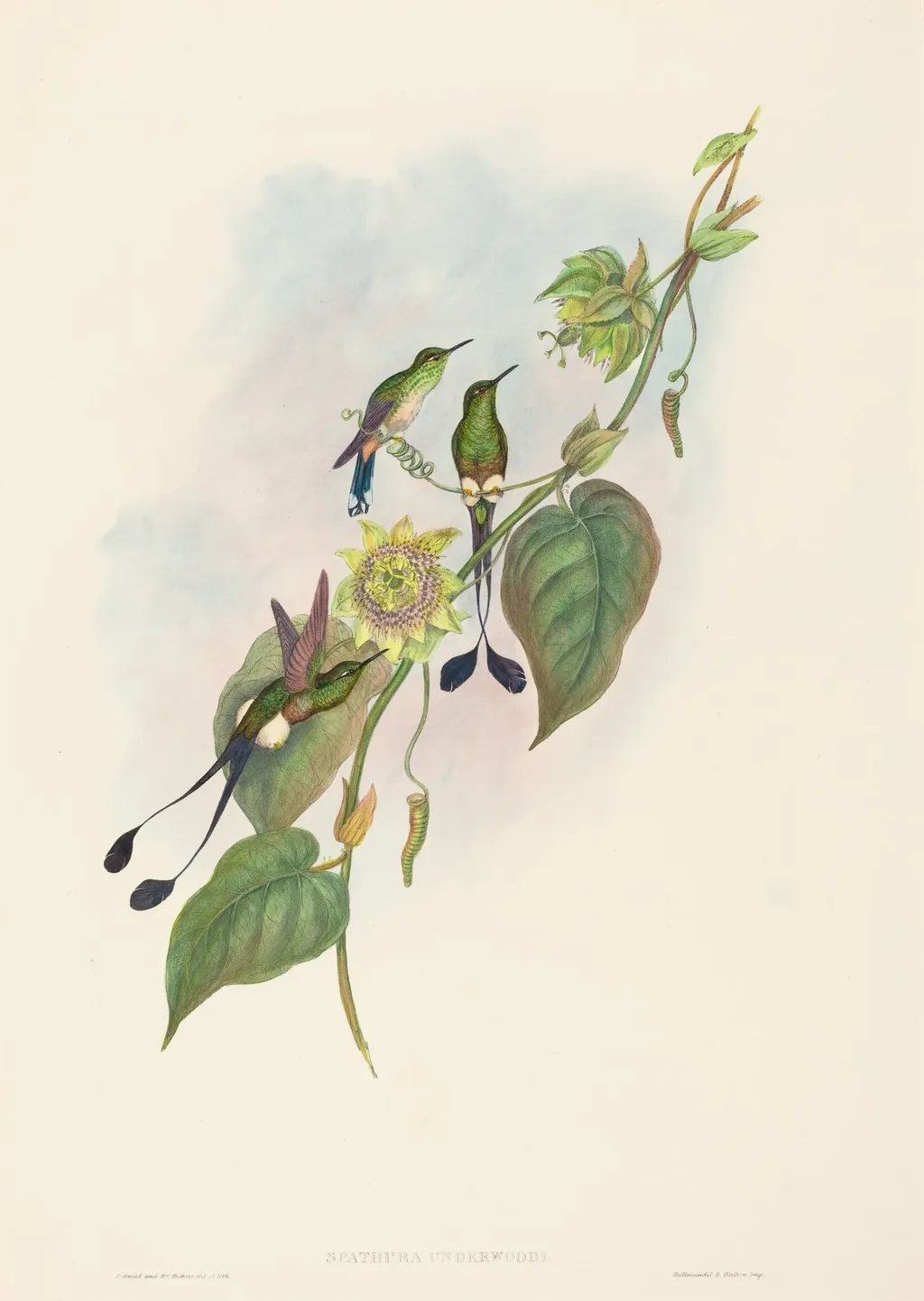 Spathura underwoodi (White-footed Racket-Tail), by H.C. Richter, ink, 1842