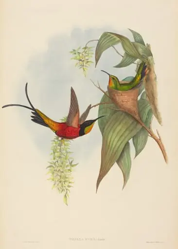 Topaza pyra (Fairy Topaz), by H.C. Richter