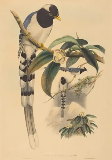 Urocissa cucullata, by H.C. Richter