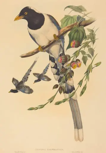 Urocissa magnirostris, by H.C. Richter