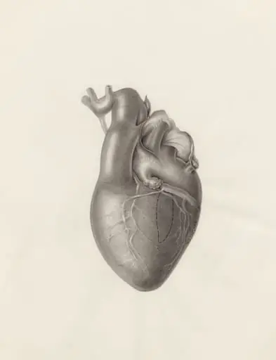 Cardiovascular system, by H.G, Wetselaar