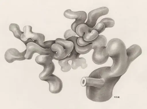 Circulatory system, by H.G, Wetselaar