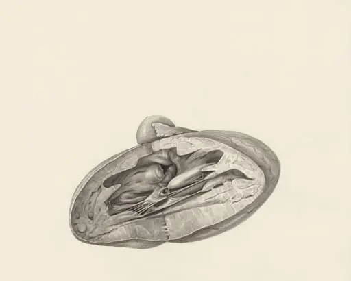Cross section of a heart, by H.G, Wetselaar