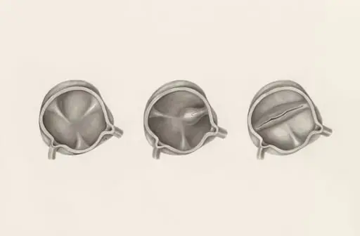 Cross section of the cardiovascular system, by H.G, Wetselaar