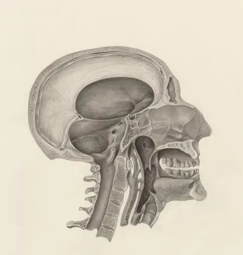 Cross section of the human head, by H.G, Wetselaar