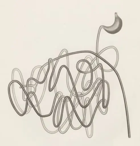 Digestive system, by H.G, Wetselaar