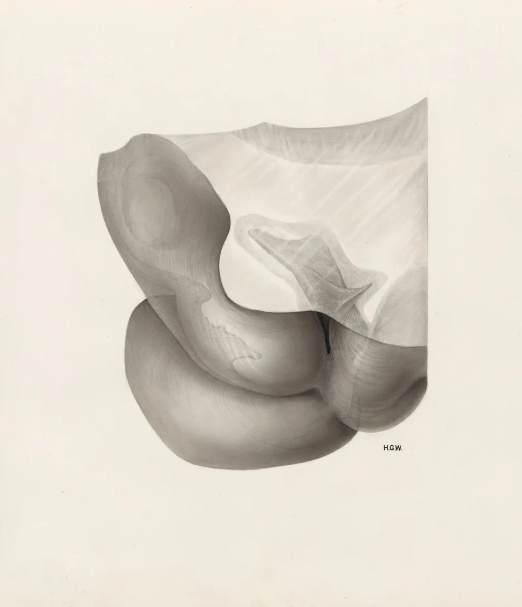 Embryonic tissue, by H.G, Wetselaar, 1967