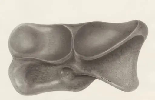 Foot bone, by H.G, Wetselaar