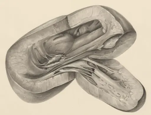 Heart, by H.G, Wetselaar
