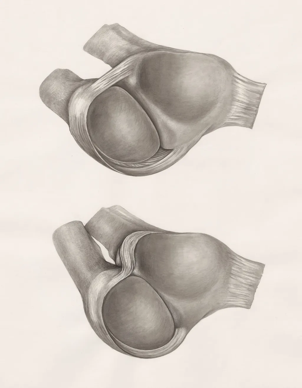 Joints of the hand or fingers, by H.G, Wetselaar, 1970
