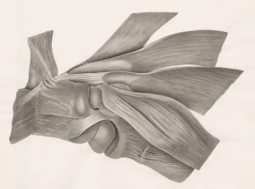 Muscular tissue