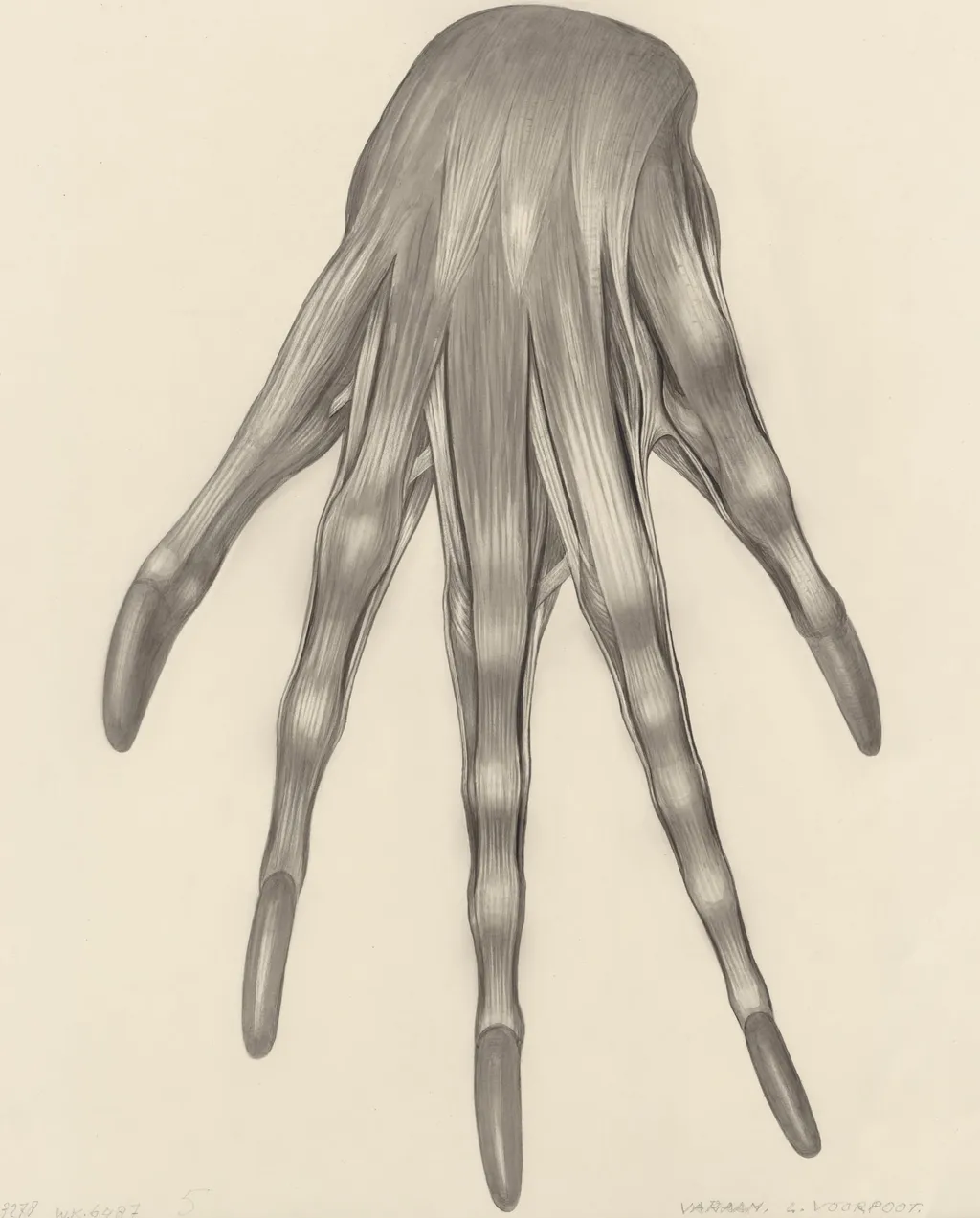 Muscular tissue of a lizards left claw, by H.G, Wetselaar, 1970
