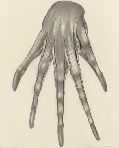 Muscular tissue of a lizards left claw, by H.G, Wetselaar