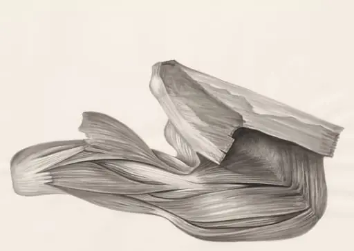 Muscular tissue of a lizards leg, by H.G, Wetselaar