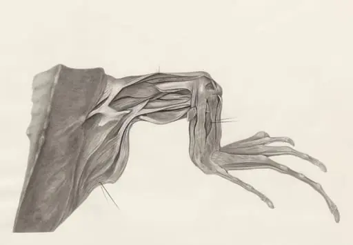 Muscular tissue of a lizards leg and claw, by H.G, Wetselaar