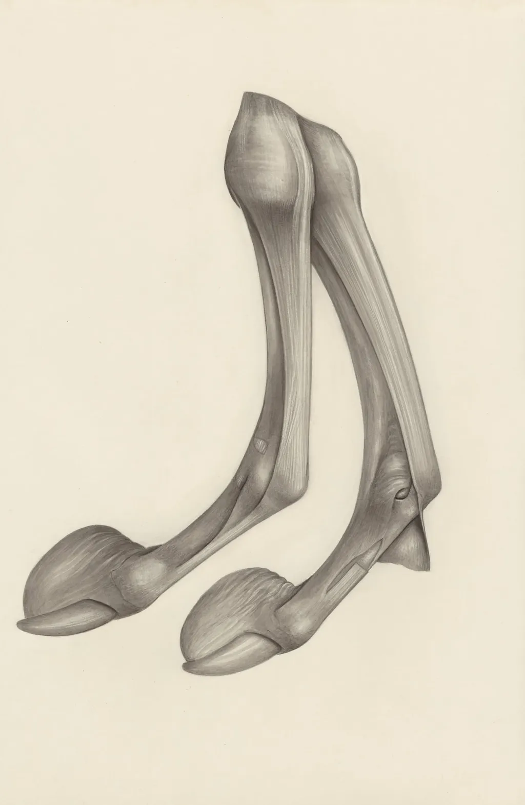 Muscular tissue of a mammal's finger, by H.G, Wetselaar, 1970