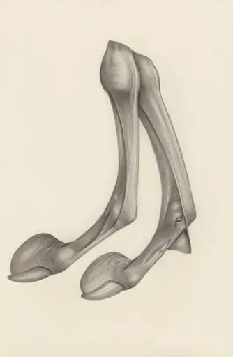 Muscular tissue of a mammal's finger, by H.G, Wetselaar