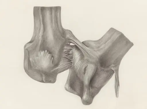 Muscular tissue of a mammal's upper extremities
