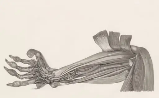 Muscular tissue of an animal arm