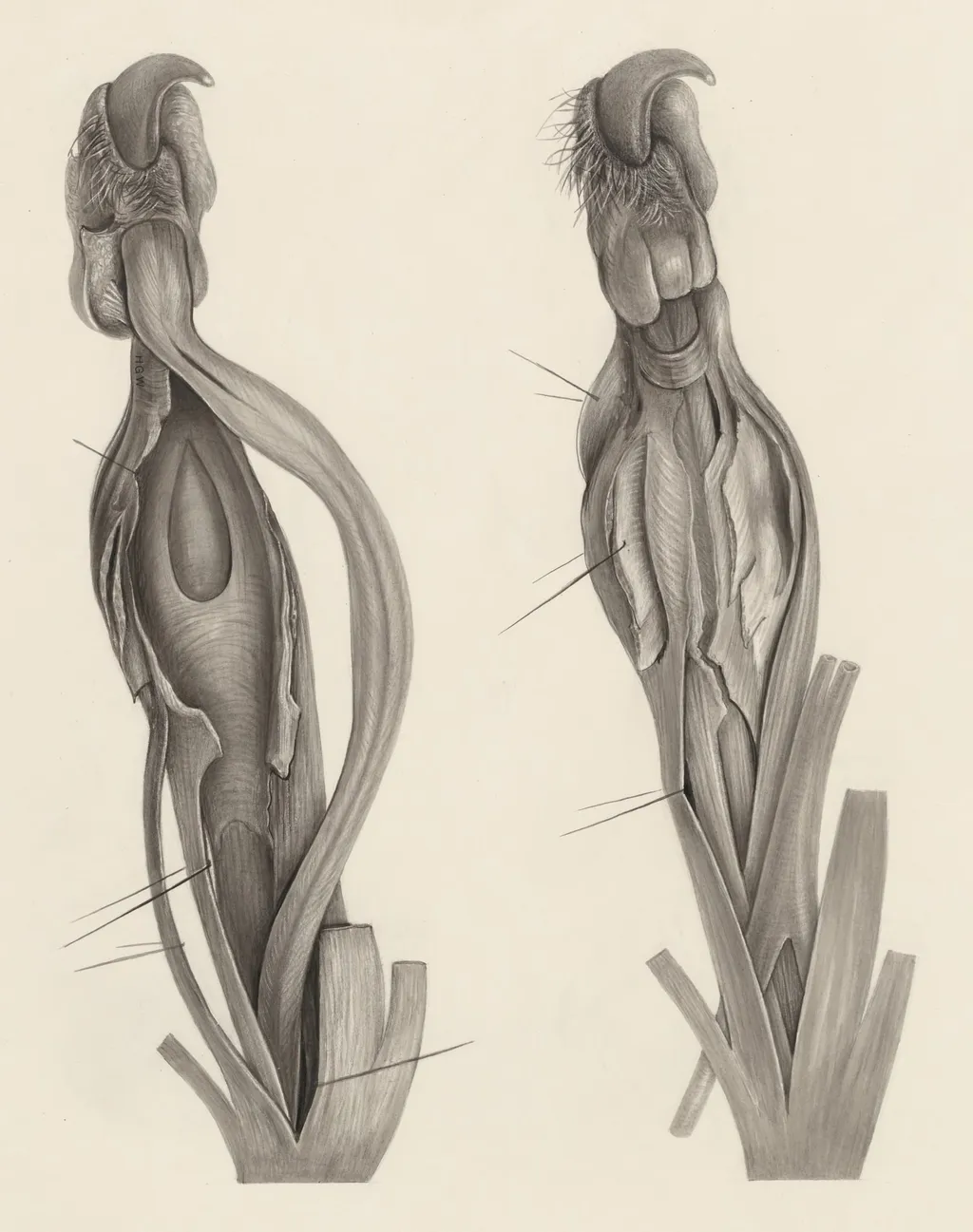 Muscular tissue of an animal paw, by H.G, Wetselaar, 1970