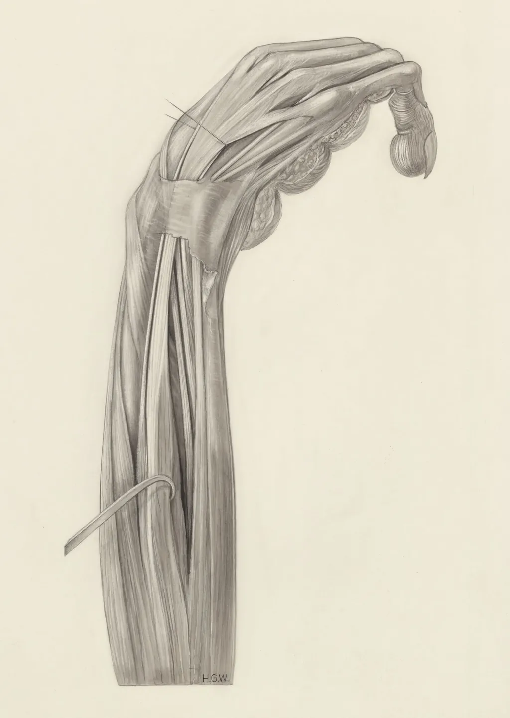 Muscular tissue of the arm of a rhesus macaque, by H.G, Wetselaar, 1970