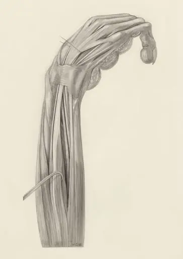 Muscular tissue of the arm of a rhesus macaque, by H.G, Wetselaar
