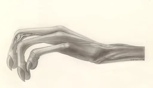 Muscular tissue of the hand, by H.G, Wetselaar