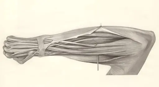 Muscular tissue of the lower arm, by H.G, Wetselaar