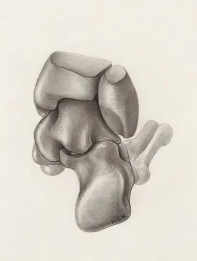 Musculoskeletal system of the lower extremity, by H.G, Wetselaar