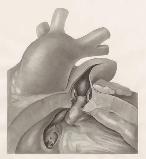 Part of the heart, by H.G, Wetselaar
