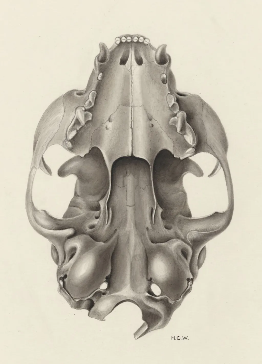 Skull of a feline seen from below, by H.G, Wetselaar, 1963