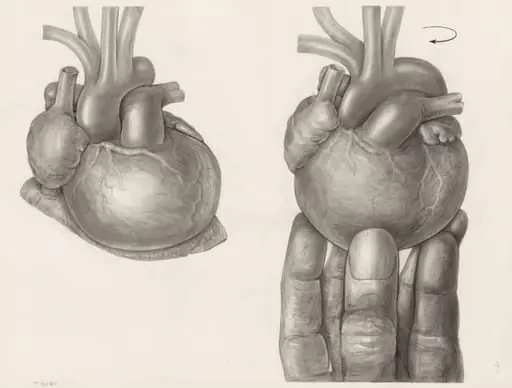 Two hearts, one being rotated by a hand