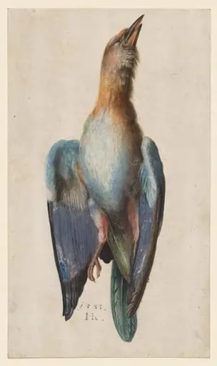 Dead Blue Roller, by Hans Hoffmann