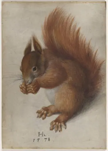 Red Squirrel, by Hans Hoffmann
