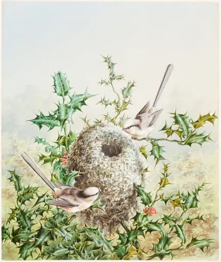 Coral Buntings and Their Nest in a Holly Tree, by Harry Bright