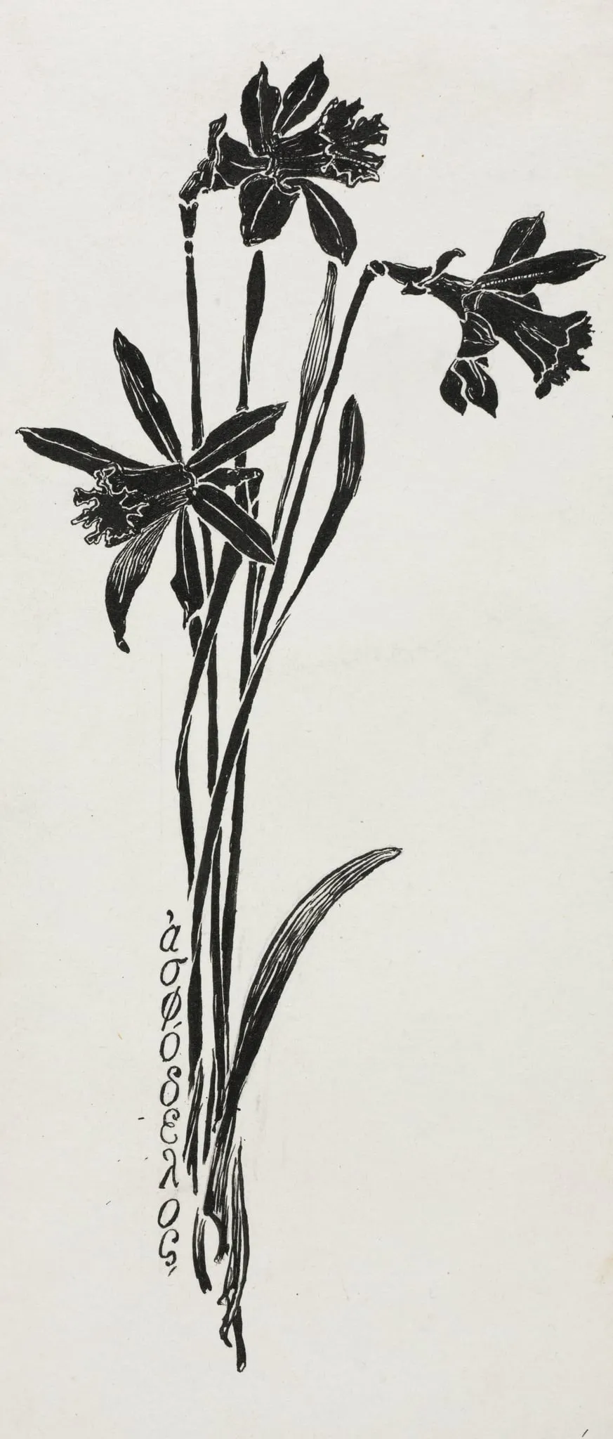 Daffodils, by Harry Fenn, 1884