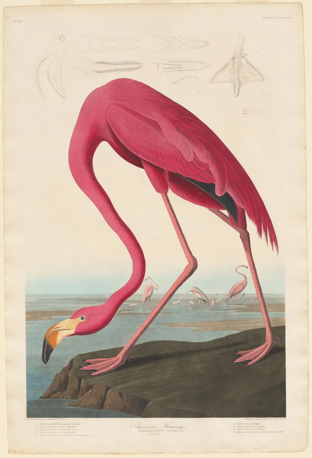 American Flamingo, by Havell, Jr., Robert, ink, 1838