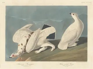 American Ptarmigan and White-tailed Grous, by Havell, Jr., Robert