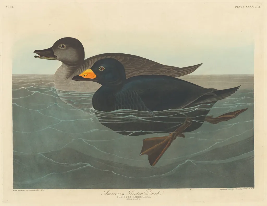 American Scoter Duck, by Havell, Jr., Robert, ink, 1838