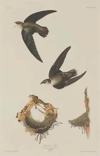 American Swift
