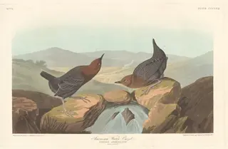 American Water Ouzel, by Havell, Jr., Robert