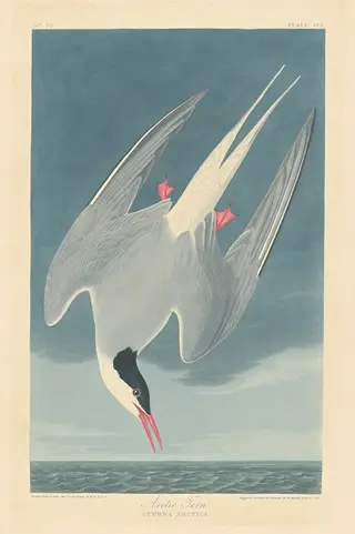 Arctic Tern, by Havell, Jr., Robert
