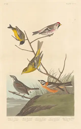 Arkansaw Siskin, Mealy Red-poll, Louisiana Tanager, Townsend's Finch and Buff-breasted Finch, by Havell, Jr., Robert
