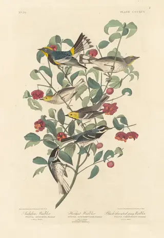 Audubon's Warbler, Hermit Warbler and Black-throated Gray Warbler, by Havell, Jr., Robert