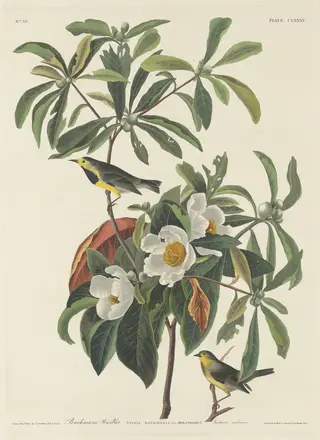 Bachman's Warbler, by Havell, Jr., Robert