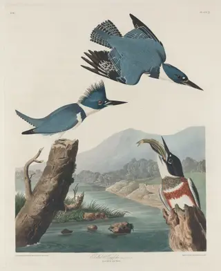 Belted Kingsfisher, by Havell, Jr., Robert