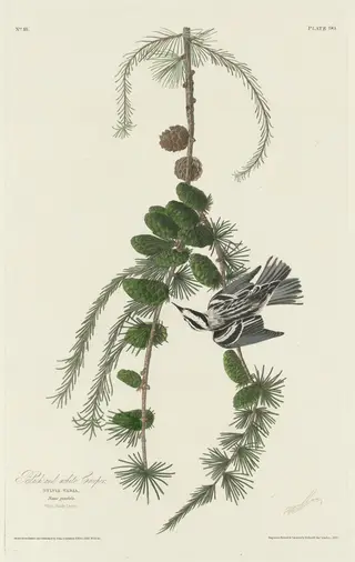 Black and White Creeper, by Havell, Jr., Robert